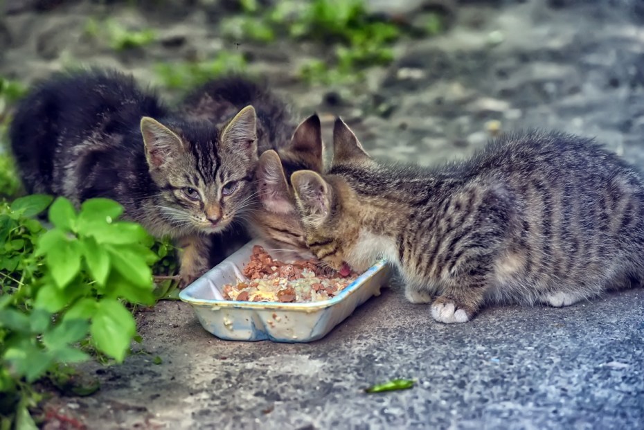 Кошка ест мясо на улице