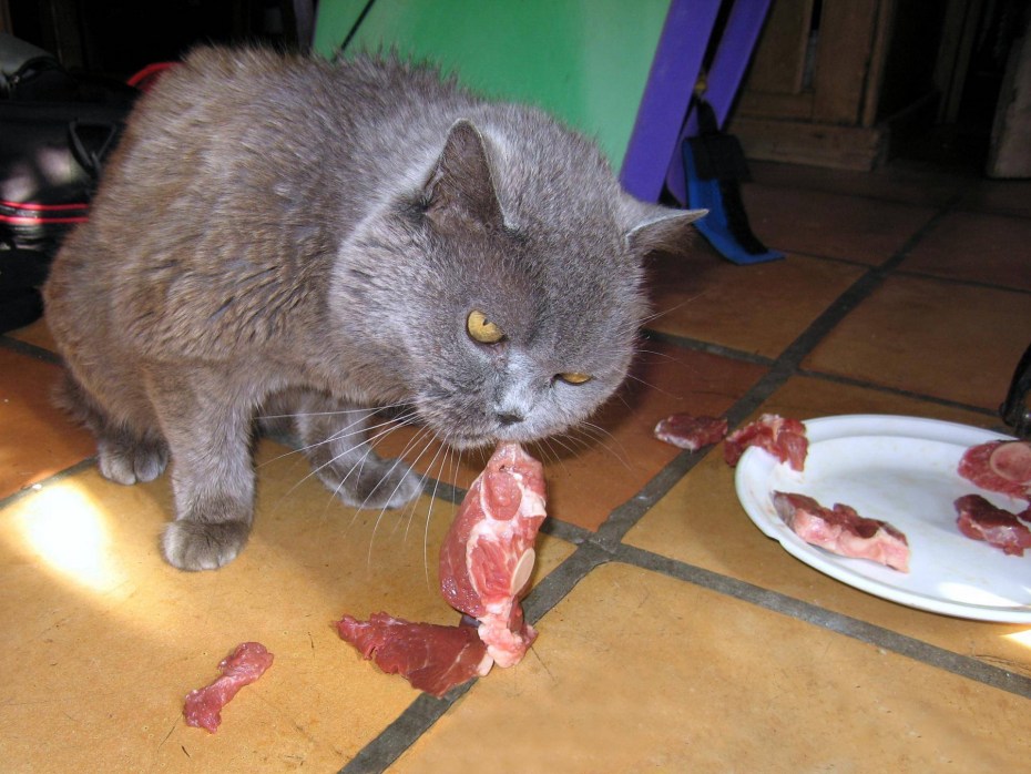 Кот ворует со стола