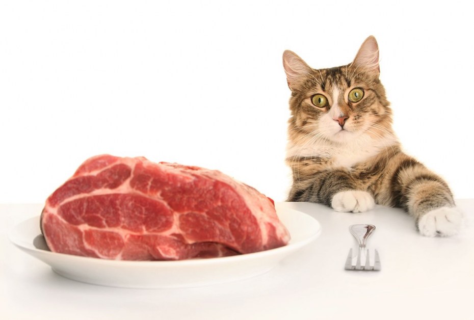 Кот кушает