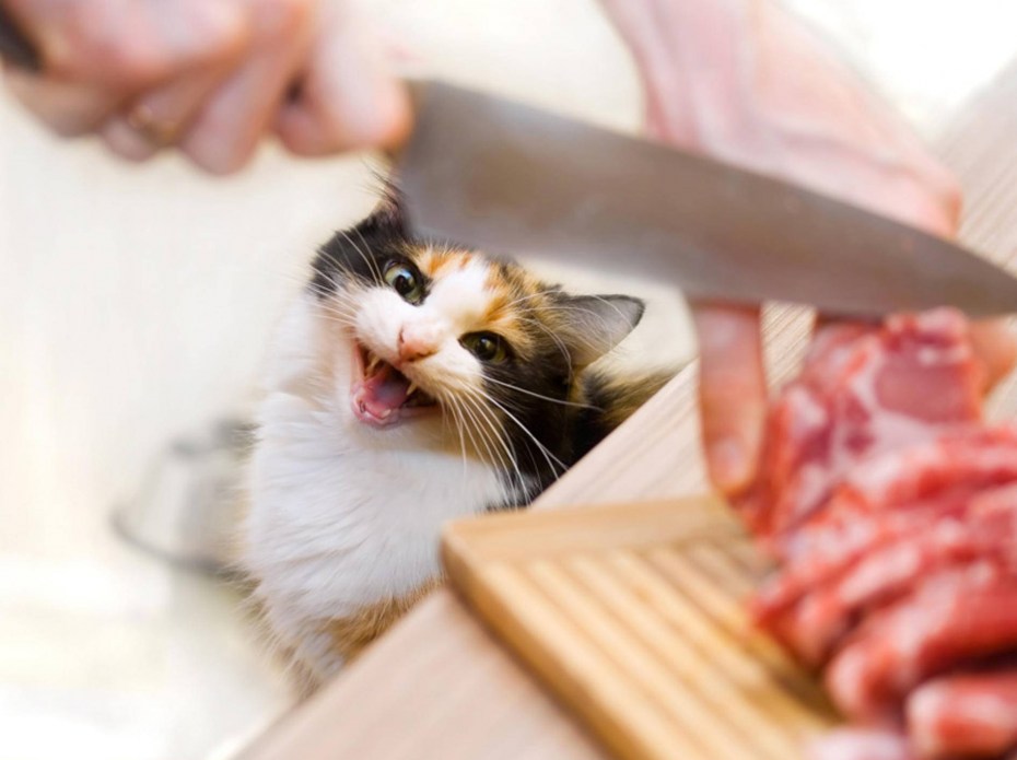 Кошка кушает