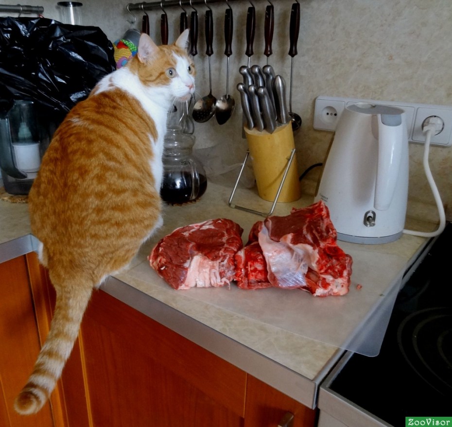 Котенок ест сырое мясо