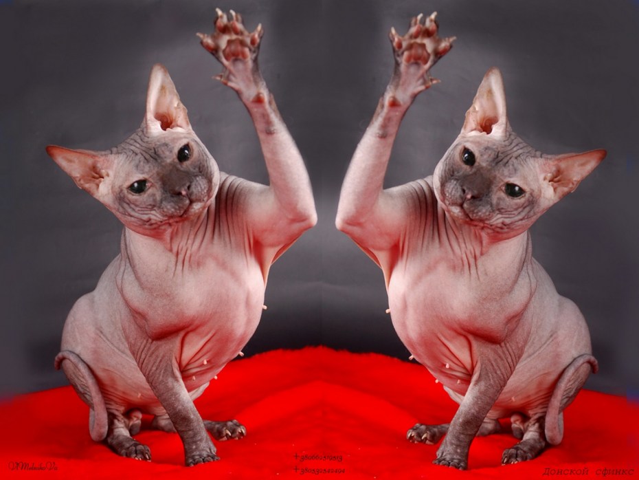 Коты породы сфинкс