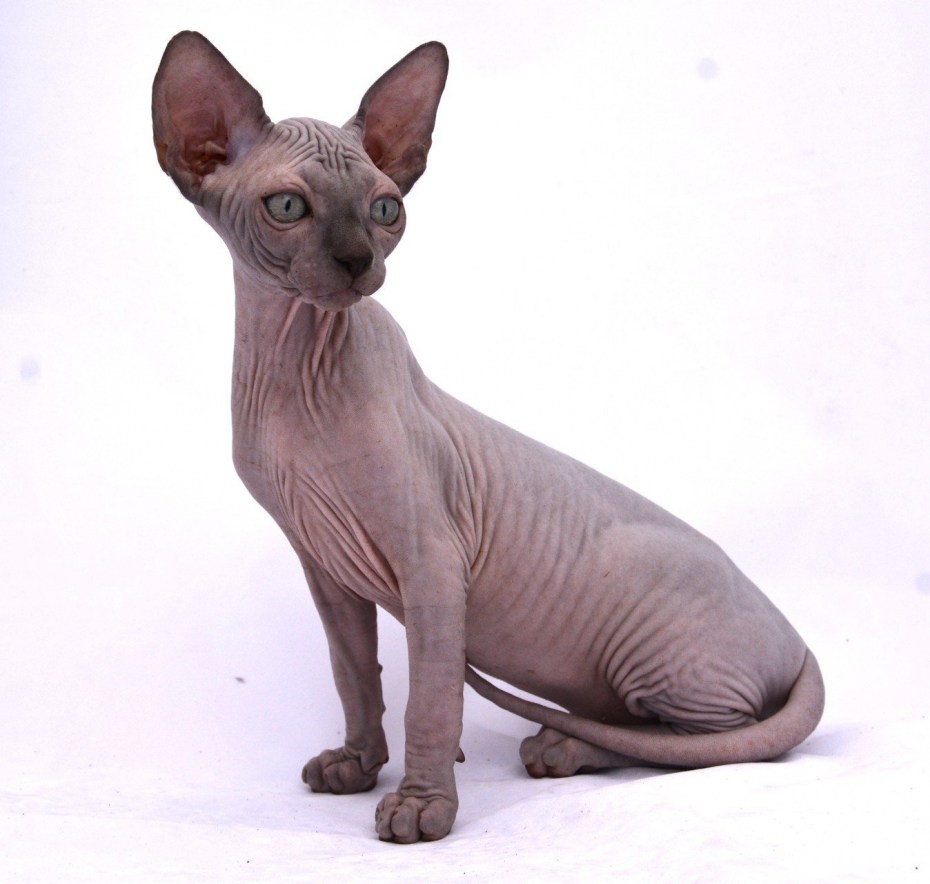 Кот Донской сфинкс