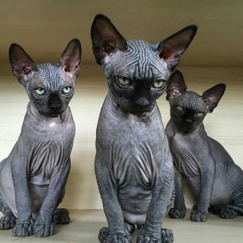 Котенок без шерсти сфинкс