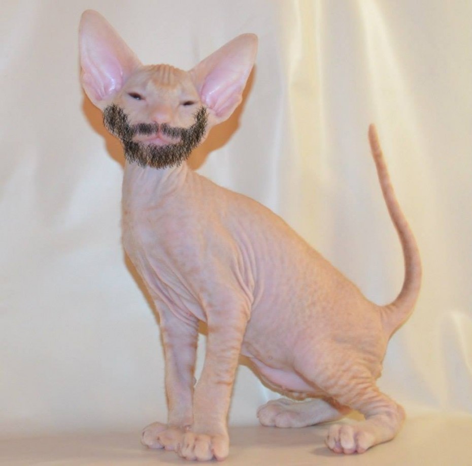 Сфинкс кошка