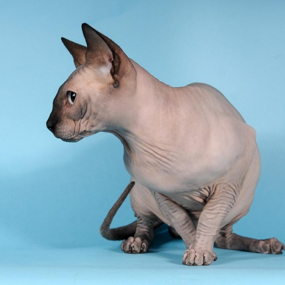 Сфинкс кошка