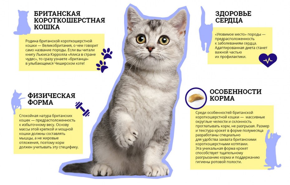 Для котёнка список