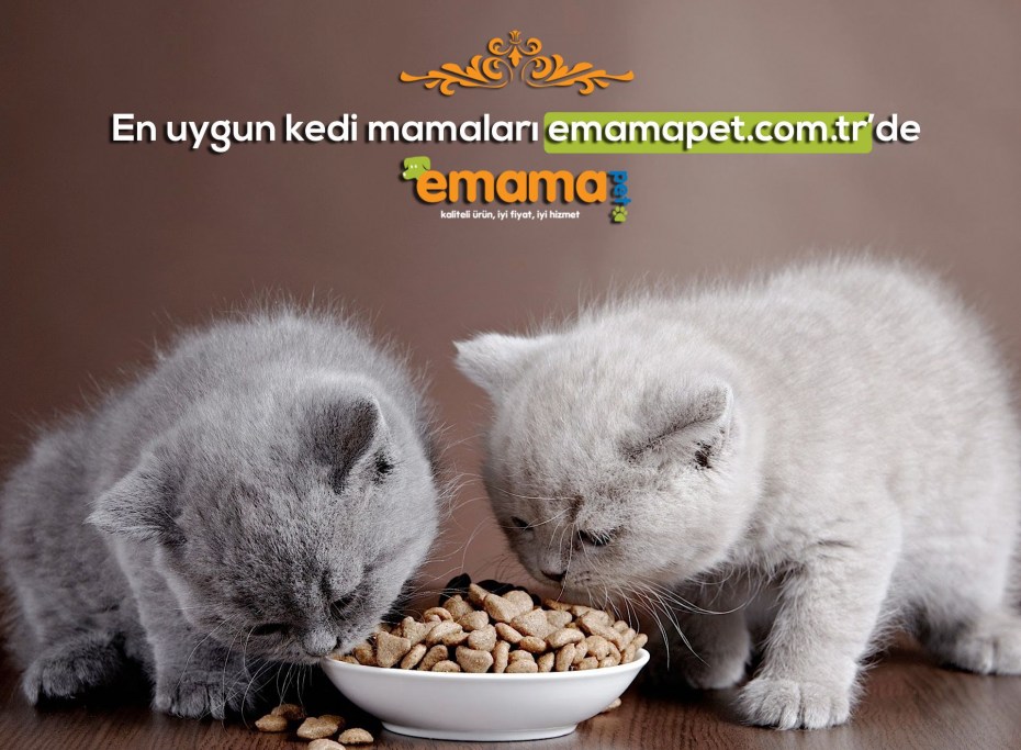 Выкармливать котят коровьим молоком