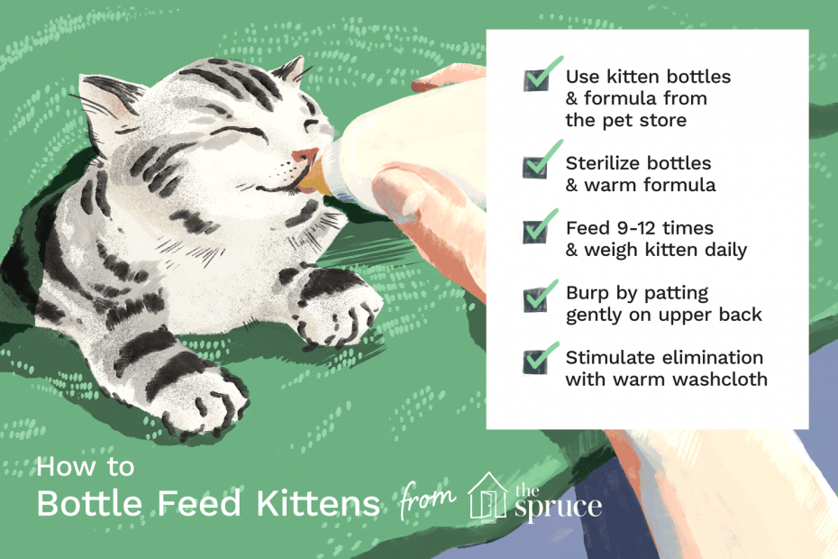 How to Bottle Feed a Newborn Kitten