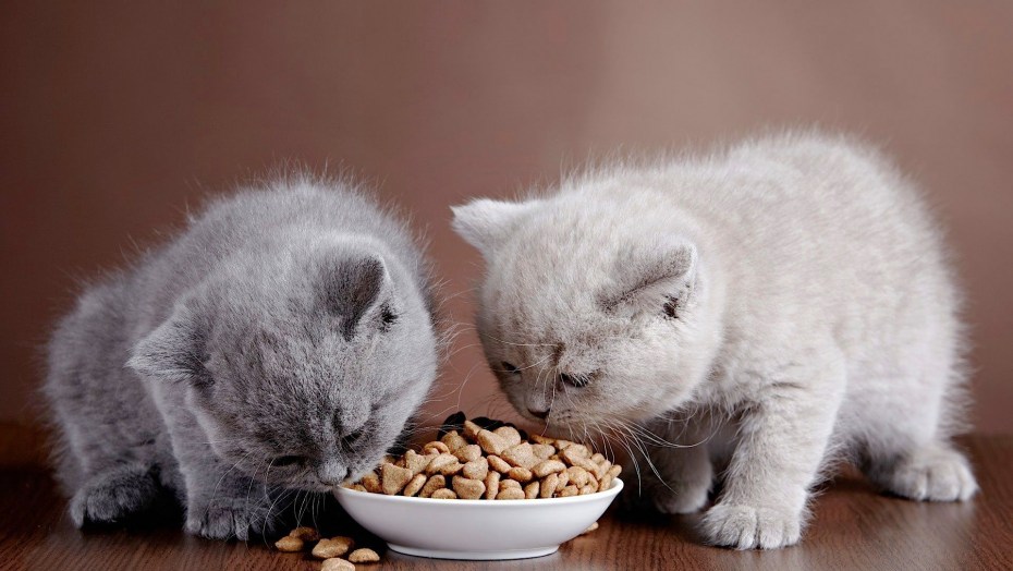 Котенок ест корм