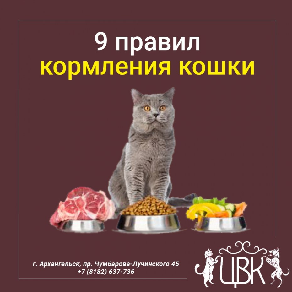 Корм для месячных котят