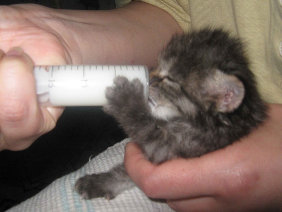 Маленькие котята 1 месяц