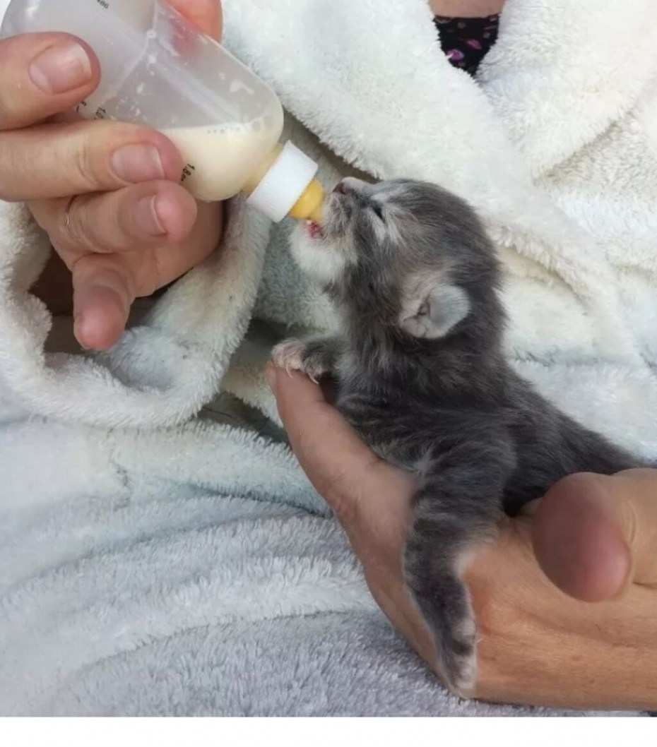 Котенок завтракает