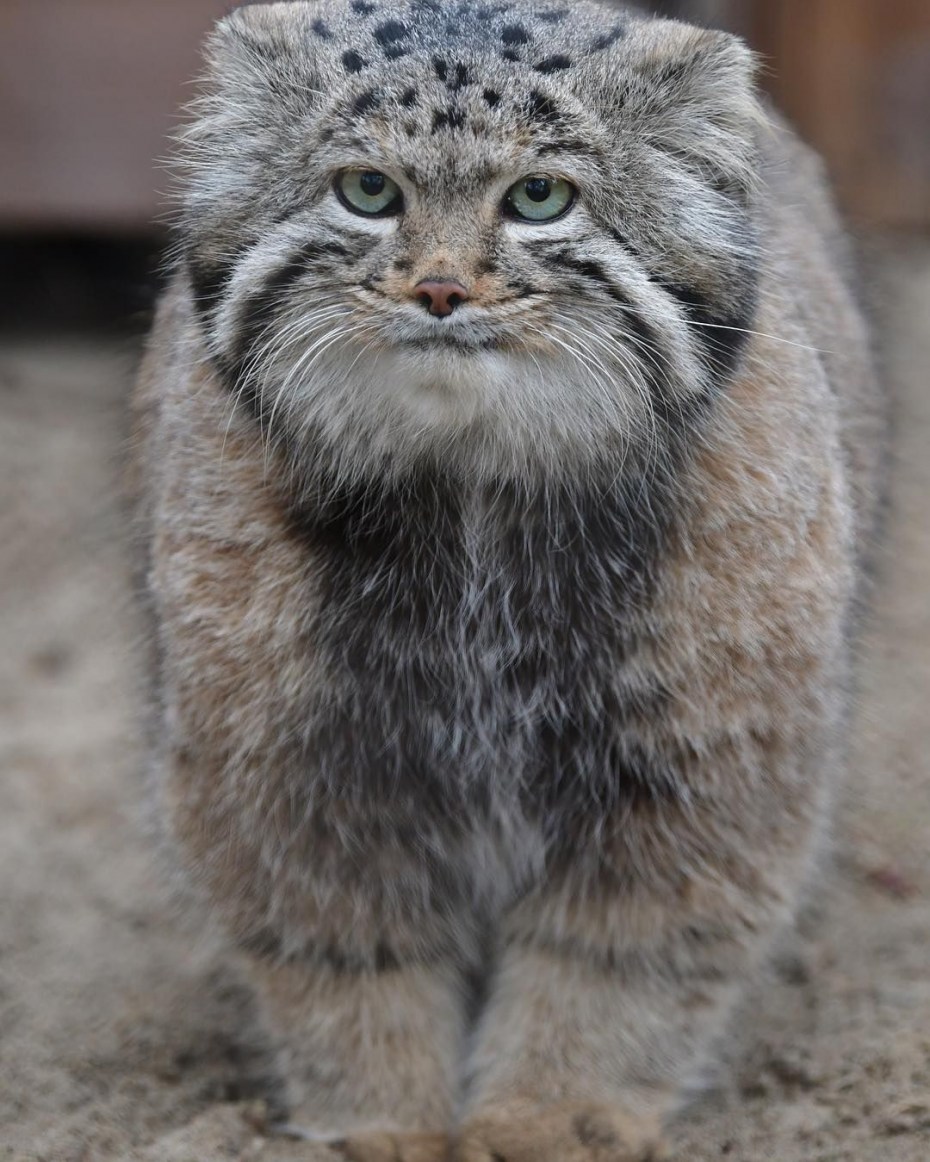 Горный кот Манул