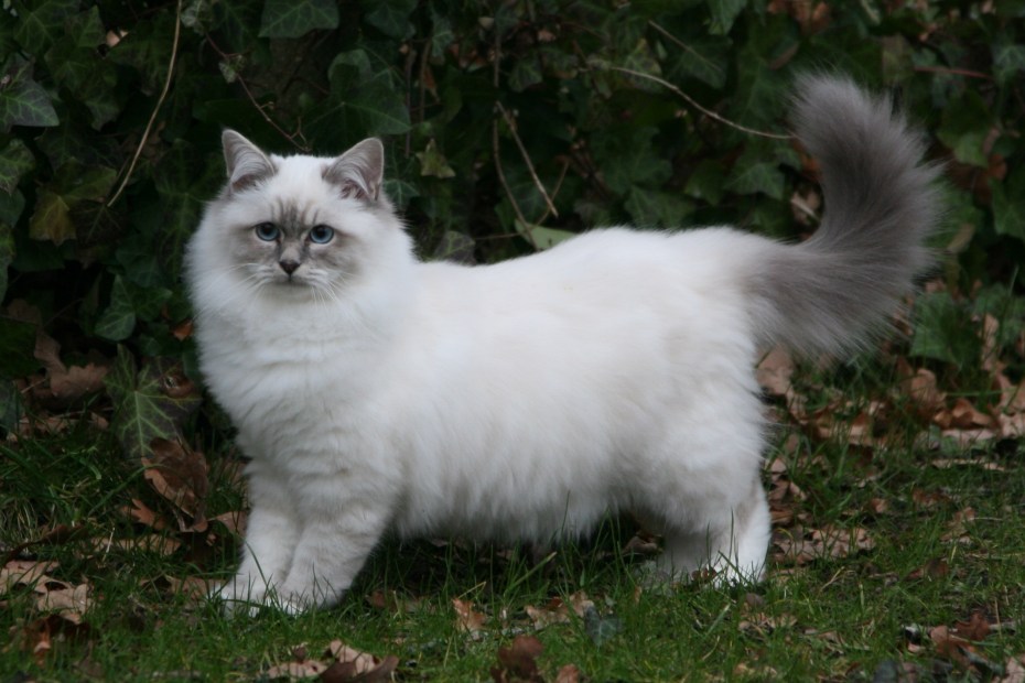 Манул (палласов кот)