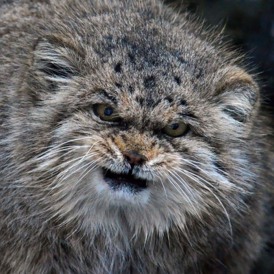 Сибирский дикий кот Манул