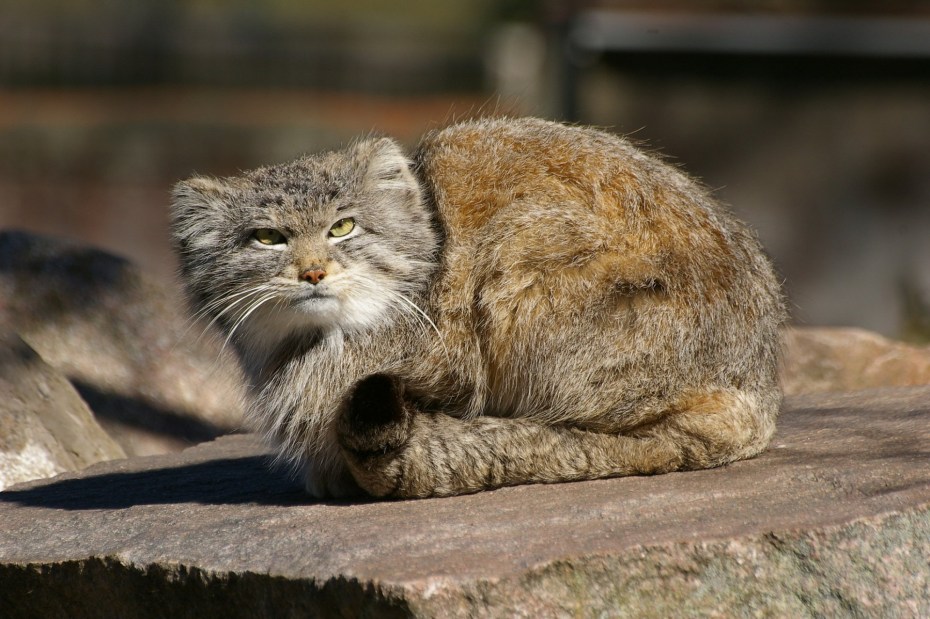 Большой дикий кот Манул
