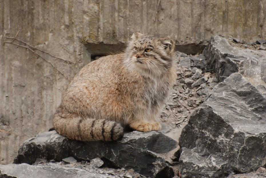Горный кот Манул