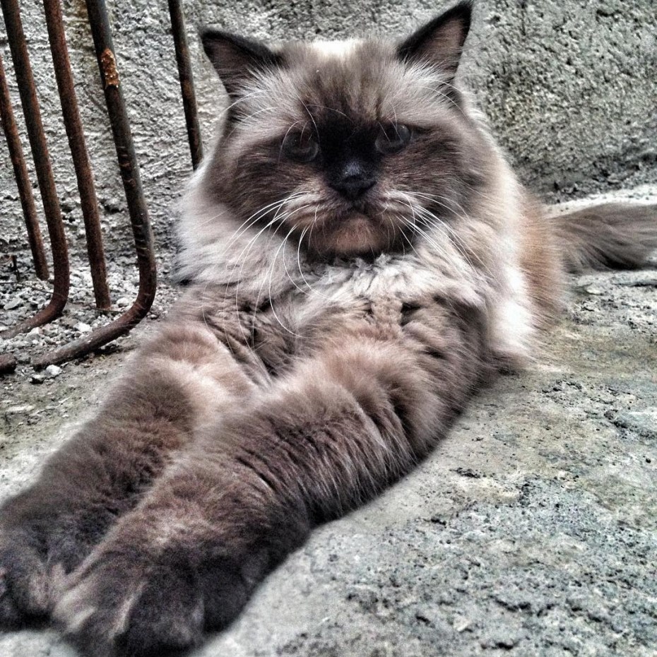 Манул (палласов кот)