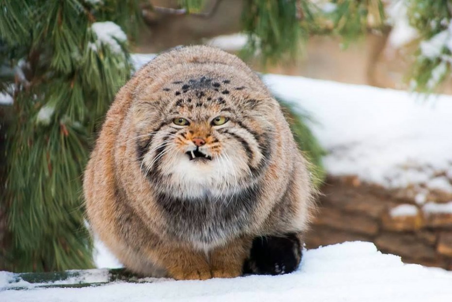 Кот Манул рыжий