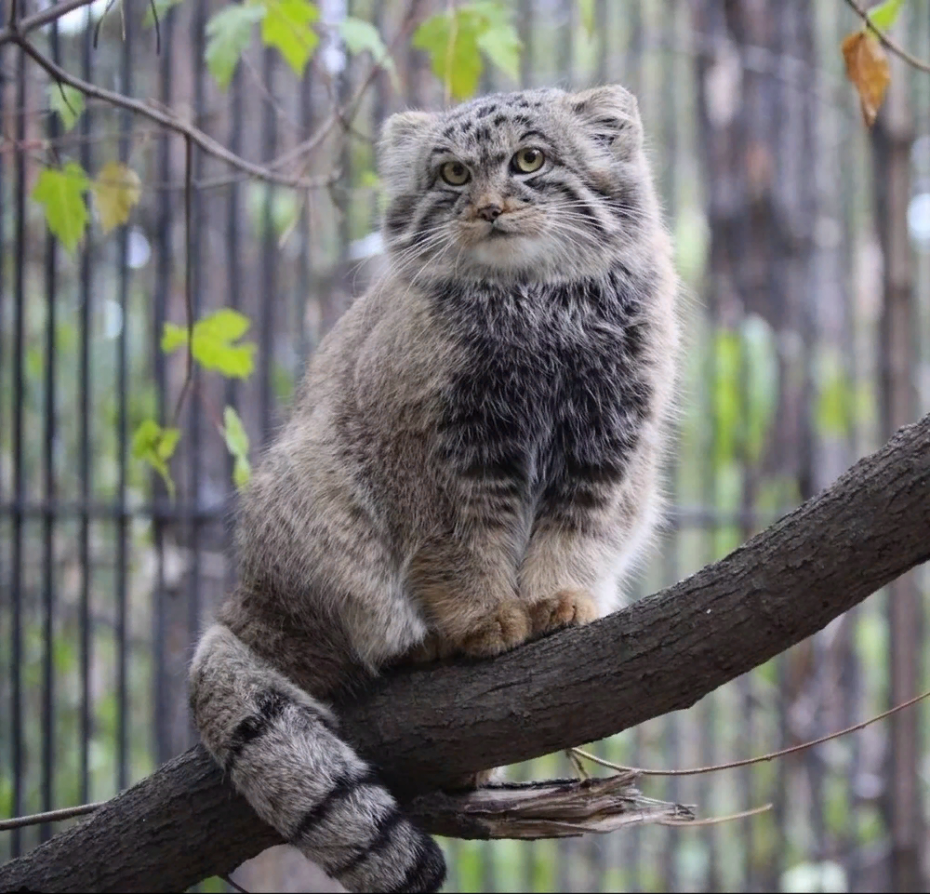 Кот Манул