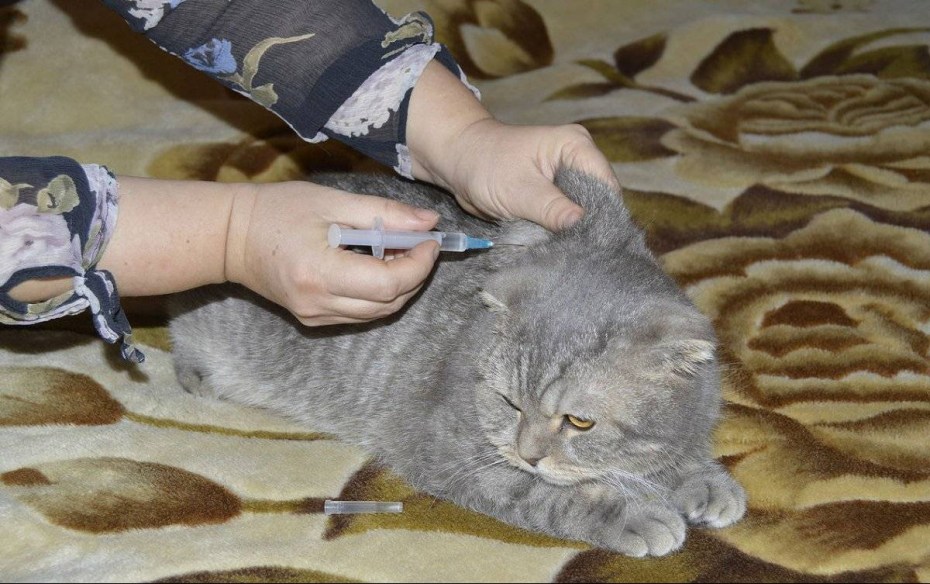 Вакцинация кошек