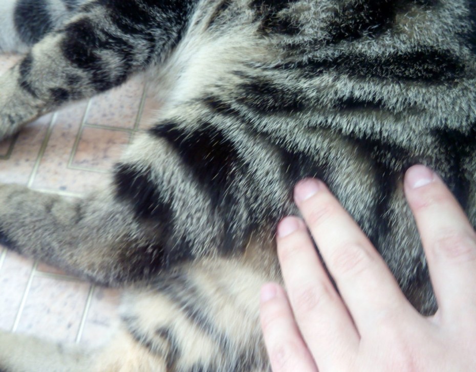 Укол коту