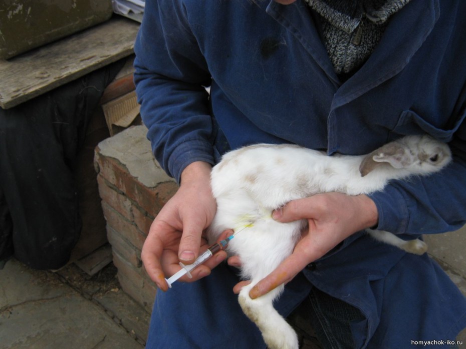 Подкожная капельница кошке