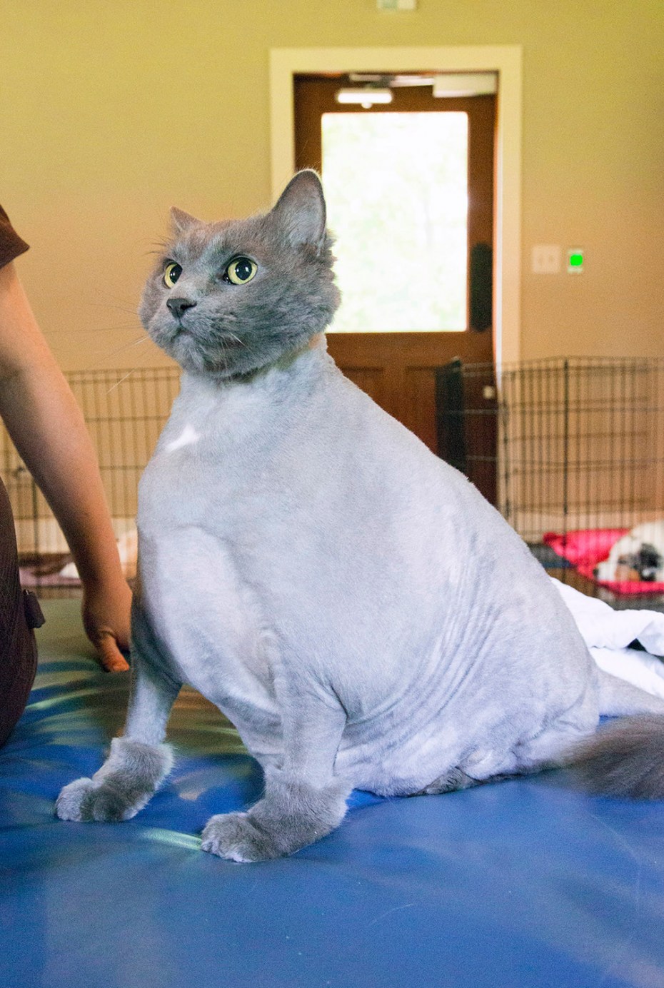 Стриженный кот