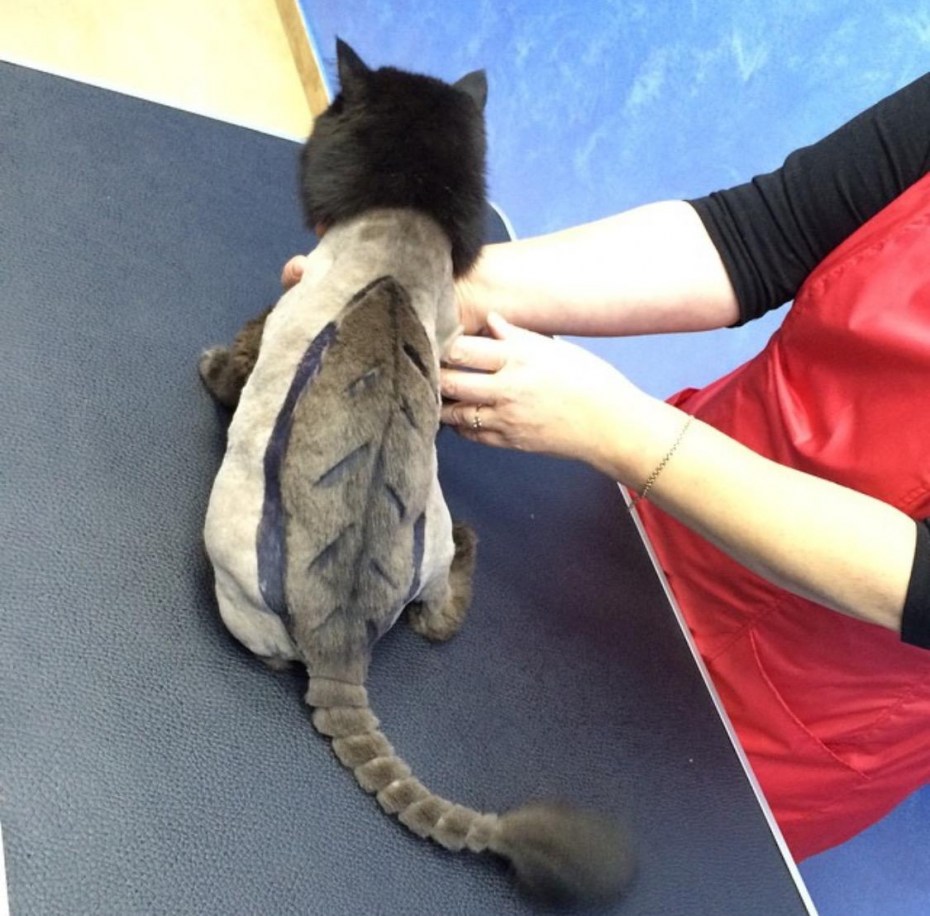 Креативная стрижка кошек