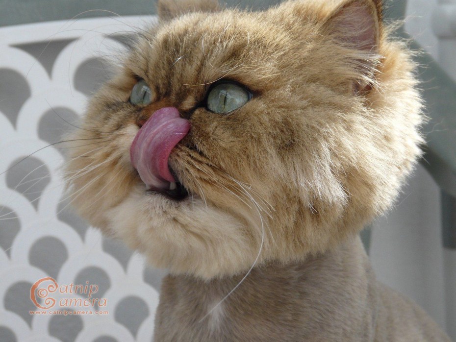Злющий кот