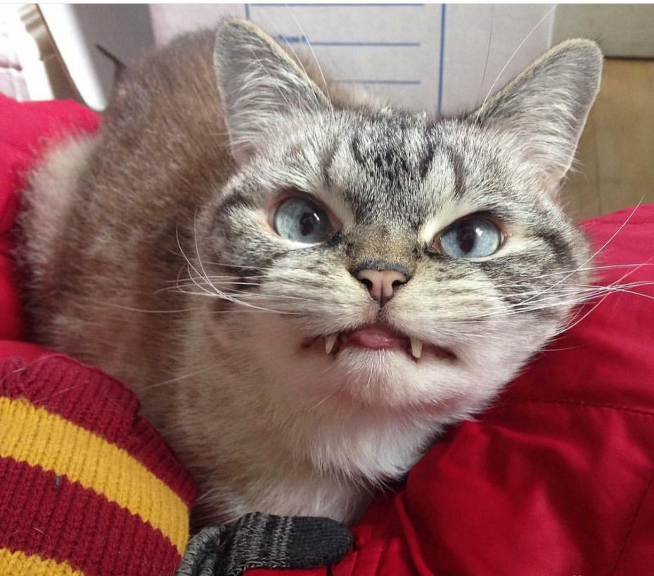 Злая кошка
