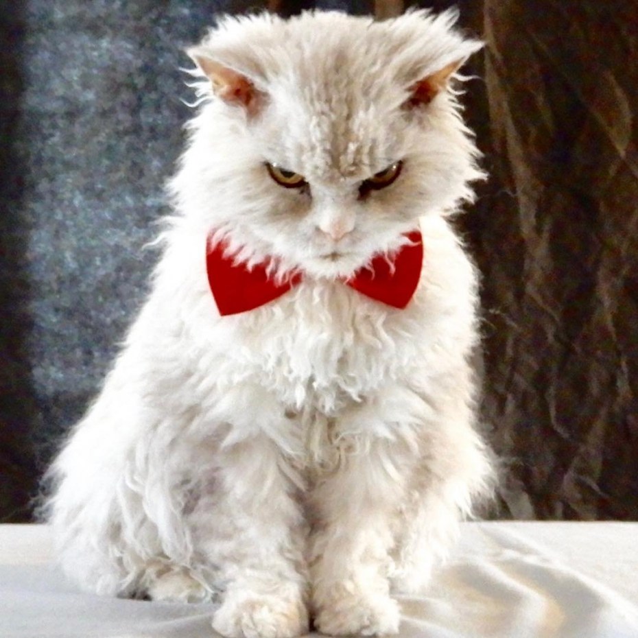 Кот Альберт сериал