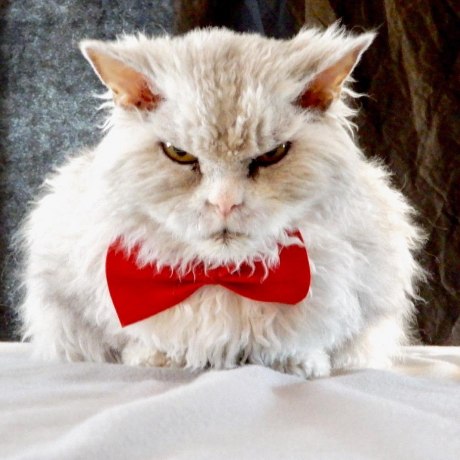 Коюки японский кот