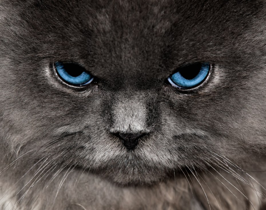 Злая кошка