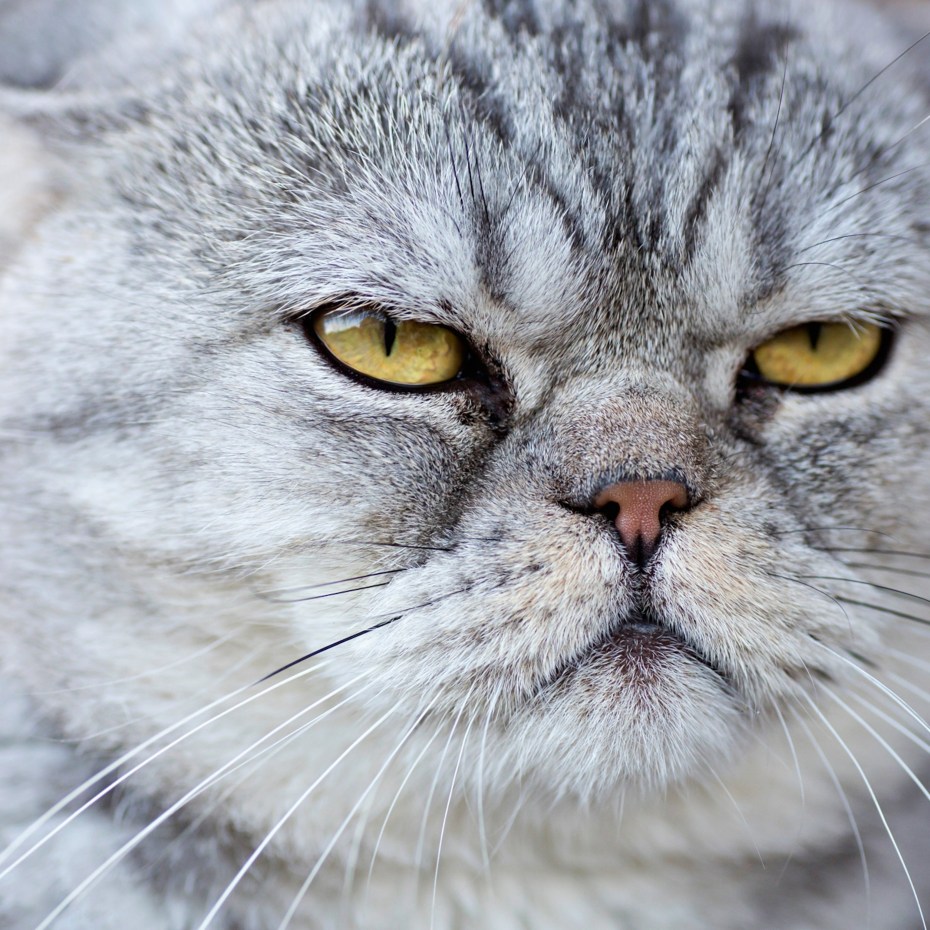 Злая кошка