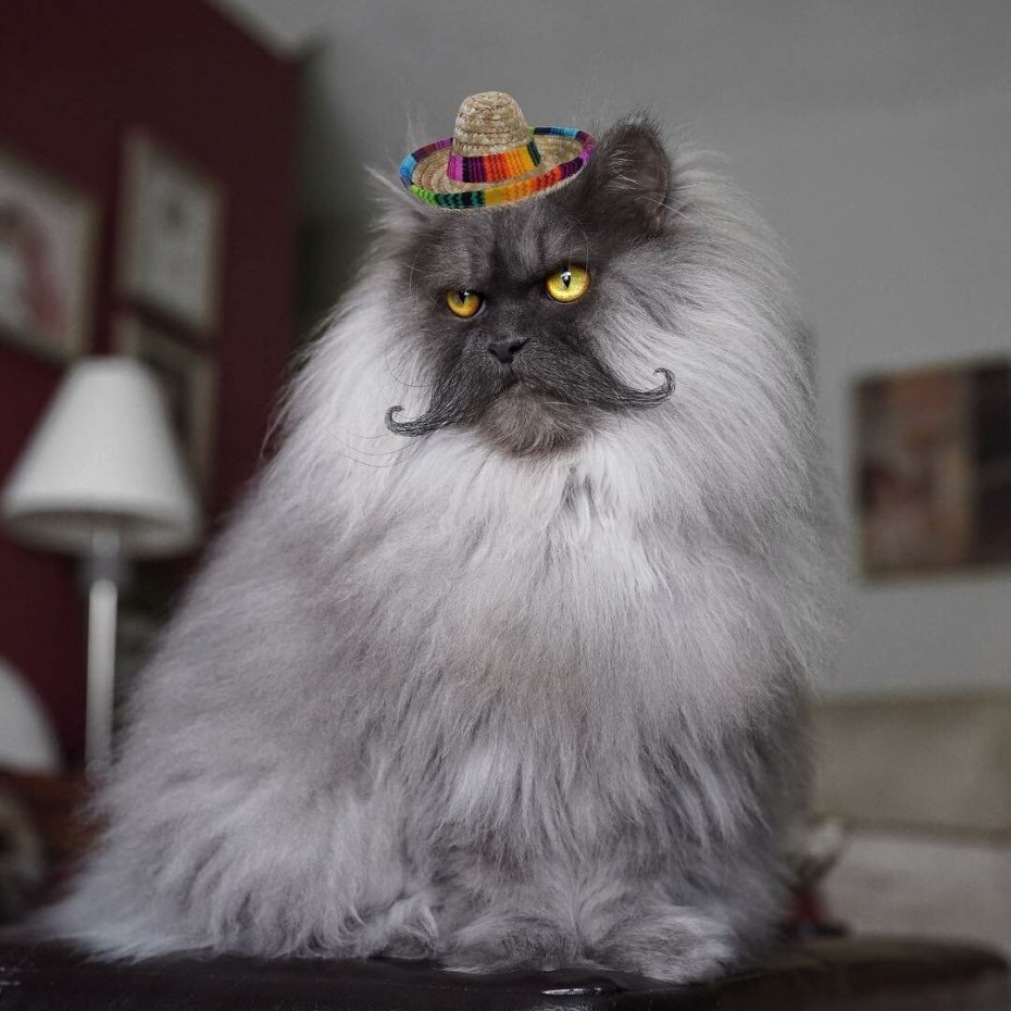 Презрительный взгляд кота