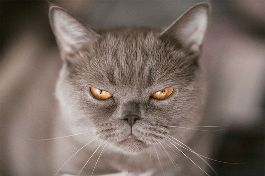 Злобная кошка