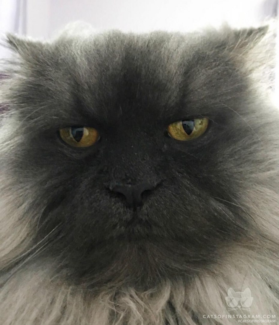 Кот злится