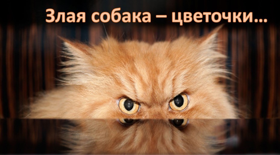 Котяка подозревака