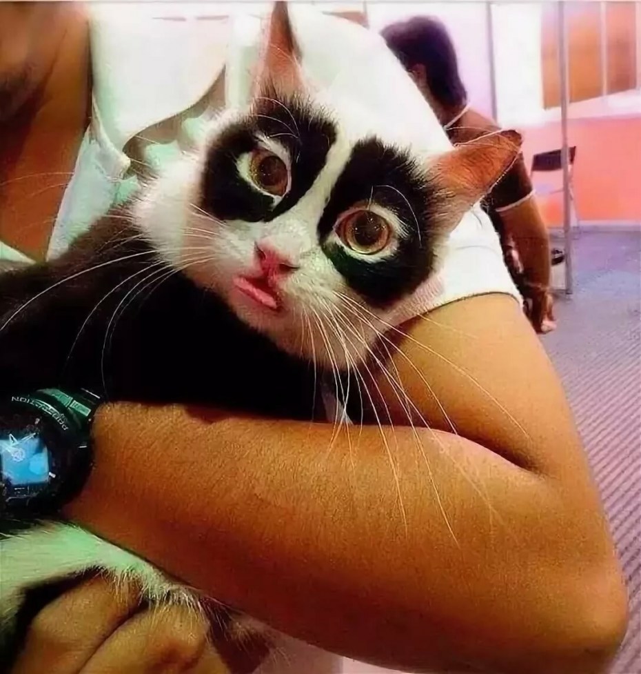 Разноцветная кошка
