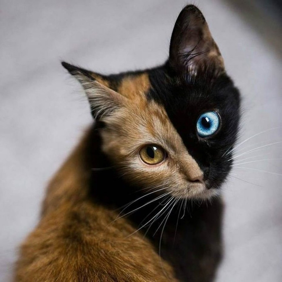 Необычные коты