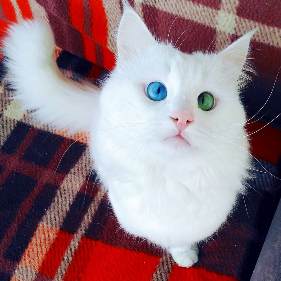 Котята с необычной окраской