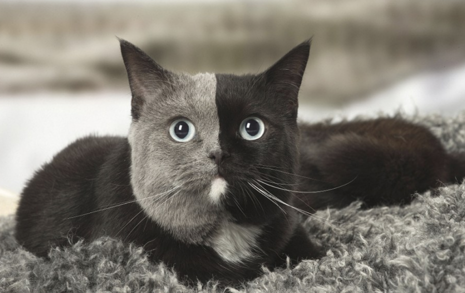 Кошка Венера Химера