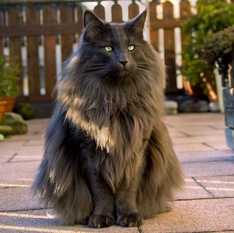 Коты необычной окраски