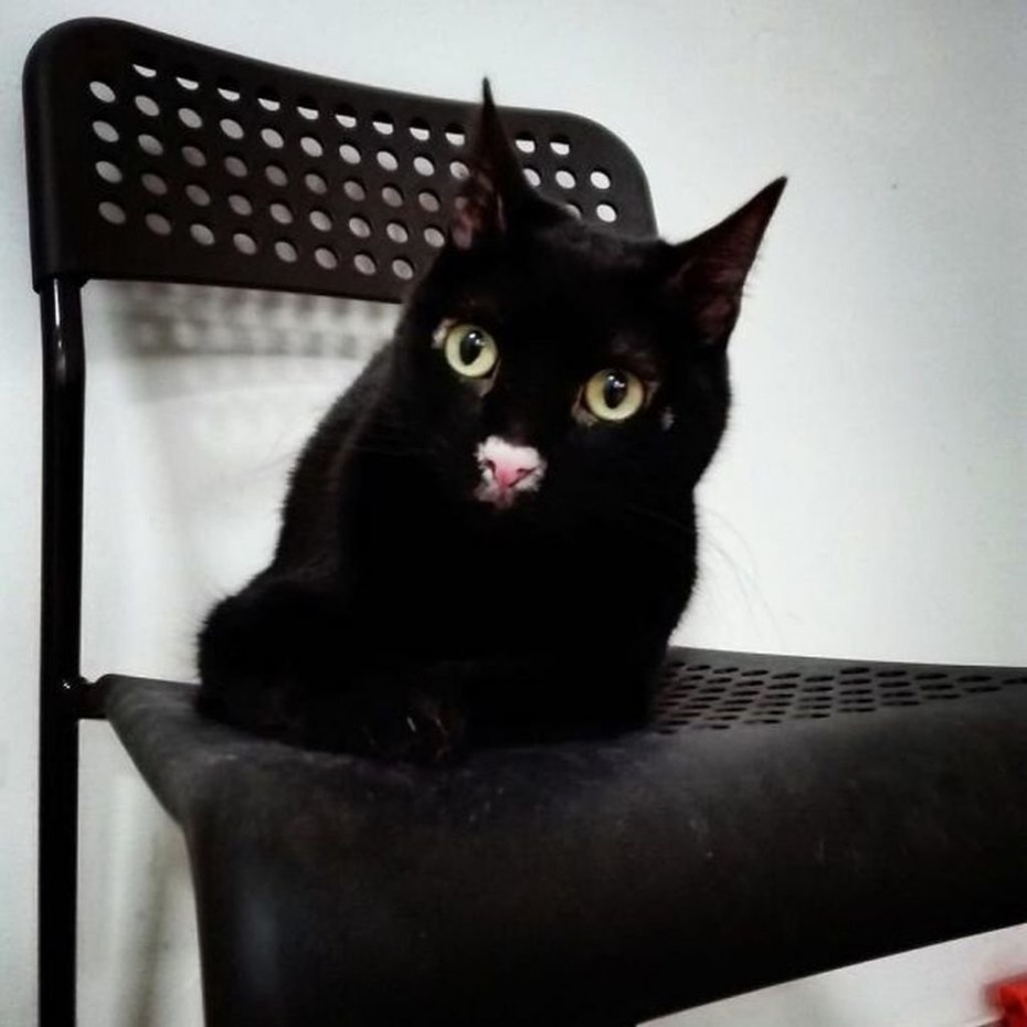 Коты необычной окраски