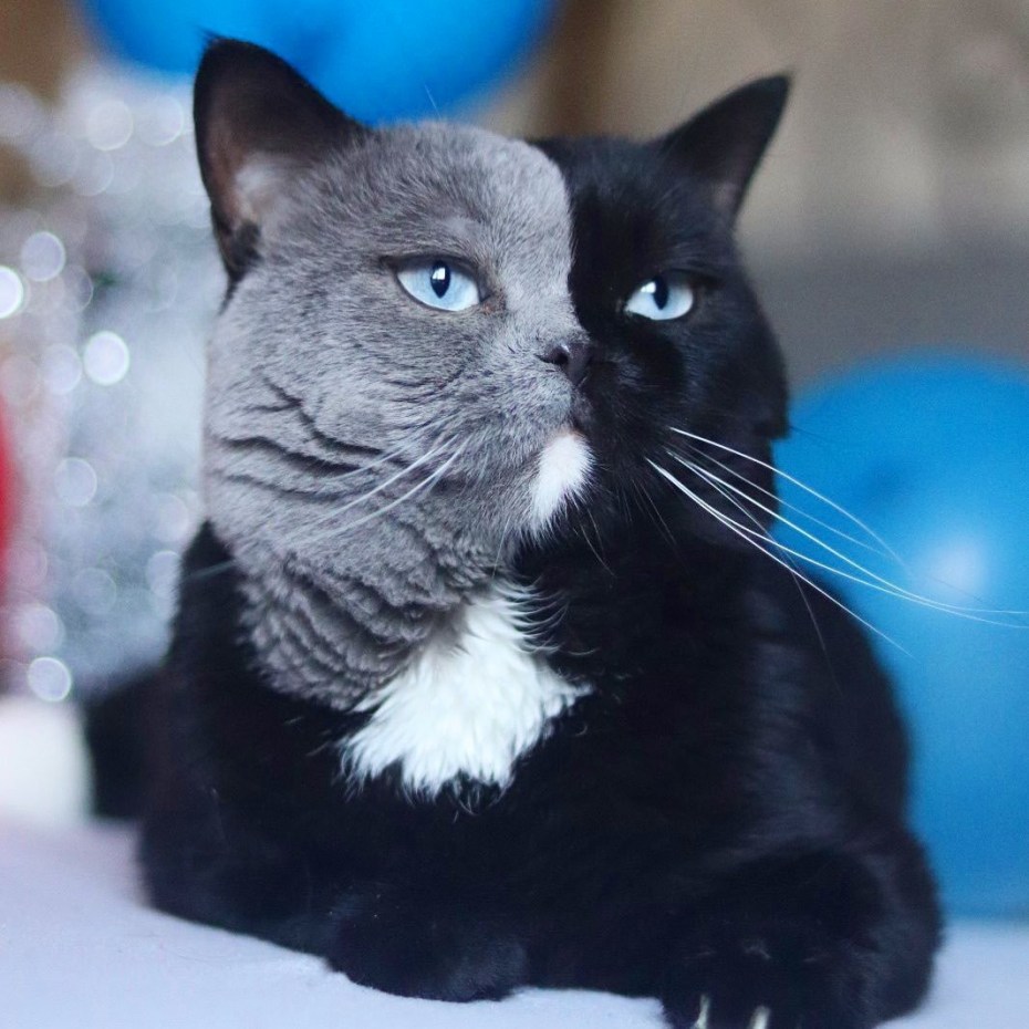 Двуликий кот Фрэнк и Луи