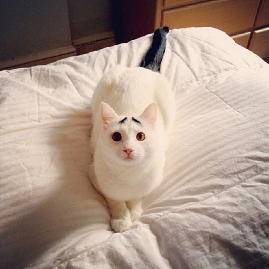 Двуликая кошка Нарния