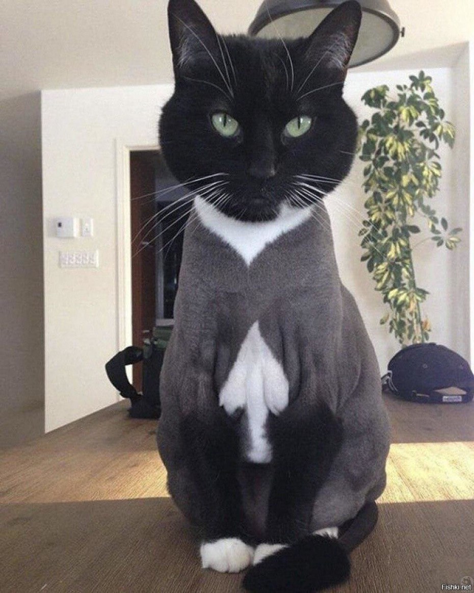 Необычные коты