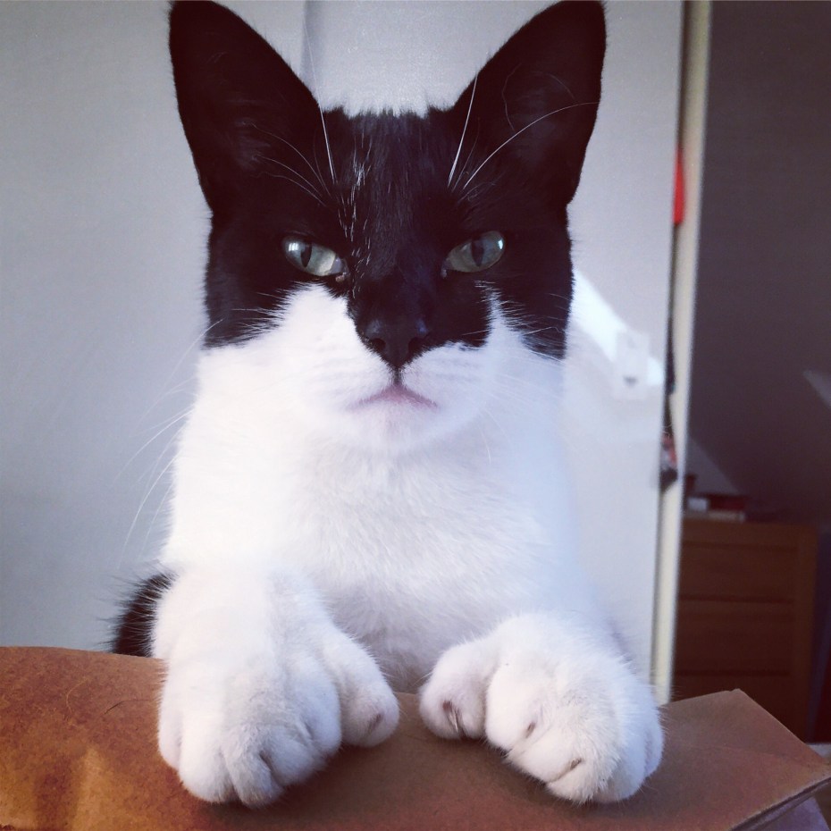 Двуликая кошка Химера